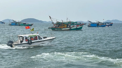 끼엔루옹 해역에서 불법 조업을 주도한 주범을 밝혀내고 엄중히 처벌해야 합니다.