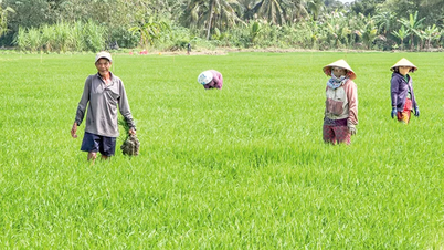 ເບິ່ງແຍງ ແລະ ປົກປ້ອງພືດເຂົ້າລະດູໜາວ-ລະດູໃບໄມ້ປົ່ງຢ່າງຫ້າວຫັນ.