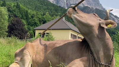 Seekor lembu telah memukau saintis dengan menggunakan sebatang kayu untuk menggaru belakangnya.