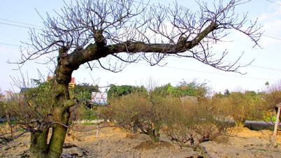 Đào, quất An Dương đón Tết