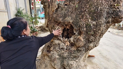 Nguy cơ mất an toàn từ những cây xanh bị ruỗng gốc