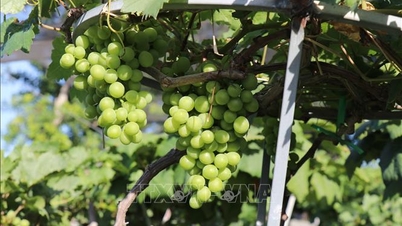 Nho cảnh Khánh Hòa 'hút hàng' dịp Tết