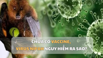 Hoe gevaarlijk is het Nipah-virus zonder vaccin?