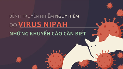 Malattia infettiva pericolosa causata dal virus Nipah: importanti avvertenze da conoscere.