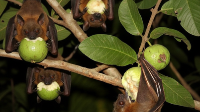 Ιός Nipah: Εξαπλώνεται γρήγορα, έχει μακρά περίοδο επώασης, απαιτούνται προληπτικά μέτρα, αλλά δεν υπάρχει λόγος πανικού.