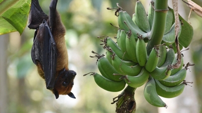 Expertos sanitarios vietnamitas: el virus Nipah no se propaga por el aire, pero preste atención a las señales de "luz roja".