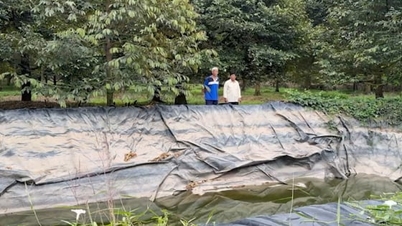 Almacenar agua dulce de forma proactiva para proteger las áreas de cultivo de durian de la intrusión de agua salada.
