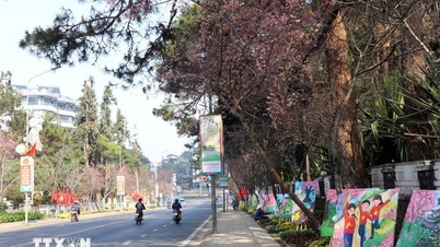 दा लाट ने अपने ऐतिहासिक अक्ष के किनारे एक शानदार चेरी ब्लॉसम स्ट्रीट का अनावरण किया है।