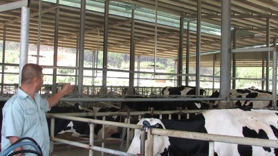 दुग्ध उत्पादन के लिए क्षेत्रफल का विस्तार करना।