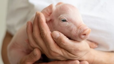 Prix ​​du porc aujourd'hui, 28 janvier 2026 : La région Nord maintient sa tendance à la hausse.