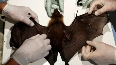 Hà Nội có công văn khẩn về phòng chống virus Nipah