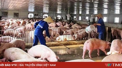 वियतनाम मांस आयात करने पर लगभग 2 अरब डॉलर खर्च करता है।