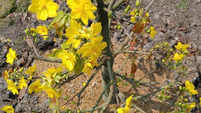 Ho Chi Minh City's Tet apricot blossom market is holding its breath, awaiting increased demand.