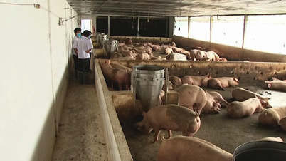 La provincia di Dong Thap sta fornendo supporto alla popolazione locale per la disinfezione e la protezione del bestiame.