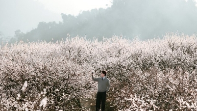 Moc Chau in the season of white plum blossoms: 5 most beautiful check-in spots in 2024