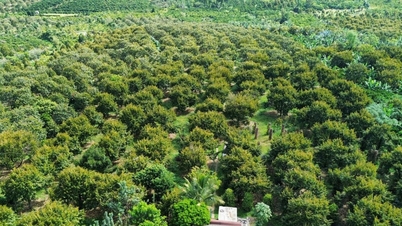 Desarrollar áreas de cultivo de durian que cumplan con los estándares de exportación.