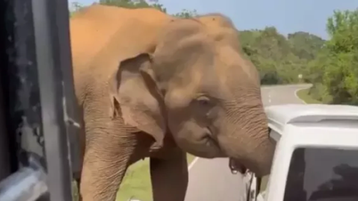 Sri Lanka: Liv-eller-död-ögonblick när en 3-tons vild elefant attackerar turistfordon.