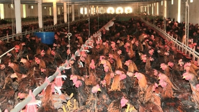 Hai Phong is strictly controlling the market for animal feed and veterinary vaccines.