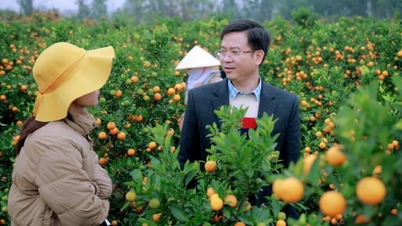La región floral de Binh Khe está lista para llevar los colores de la primavera a todos los hogares.