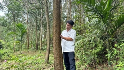एफएससी प्रमाणन के साथ बड़े पैमाने पर लकड़ी के वन लगाने से मुनाफा तीन गुना हो जाता है।