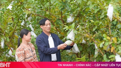 ផ្លែ​ហ្គាវ៉ា​រាង​ផ្លែ​ពែរ​របស់​តៃវ៉ាន់​បាន​ត្រៀម​ខ្លួន​រួច​ជា​ស្រេច​ដើម្បី​ចេញ​លក់​តាម​ដង​ផ្លូវ​ដើម្បី​បម្រើ​ទីផ្សារ​បុណ្យ​ចូល​ឆ្នាំ​ចិន។