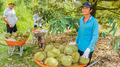 Maximizar la eficacia de los huertos de durian