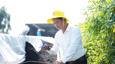 Lục bình - vấn nạn hay tài nguyên chưa được khai thác?: 'Hô biến' lục bình thành 'vàng đen' cho ngành Nông nghiệp (Bài cuối)