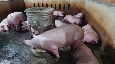 Giá heo hơi 29/1/2026: Miền Bắc và miền Trung giảm nhẹ, miền Nam ổn định