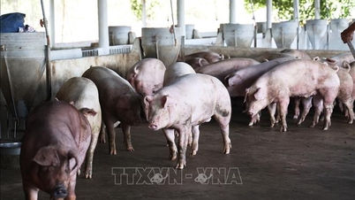 ລາຄາຊີ້ນໝູໃນແຂວງດົງທາບໄດ້ເພີ່ມຂຶ້ນຢ່າງໄວວາ.