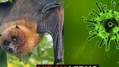 Kementerian Kesihatan telah meminta agar persediaan dibuat untuk bertindak balas terhadap potensi wabak bawaan makanan virus Nipah.