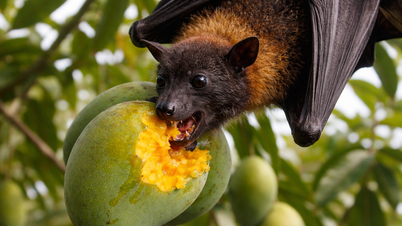 Preventing Nipah Virus Infection: The Ministry of Health advises against eating fruit and food bitten by wild animals.