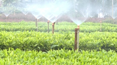 Ươm lên những mầm xanh cho rừng