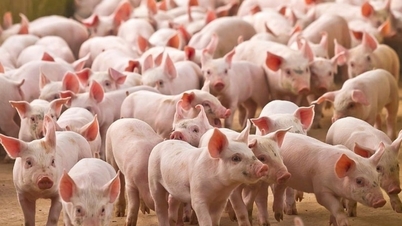 Prețurile cărnii de porc astăzi, 29 ianuarie: Scădere ușoară în Nord, piața se stabilizează treptat pe măsură ce se apropie Tet.