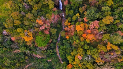 The natural forest changes color as its leaves turn the Mang Den pass.