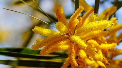 La temporada de floración de los árboles de acacia tiñe de amarillo Phan Thiet, atrayendo a turistas que quieren visitarlo.