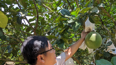 VietGAP 基準に従った生産 - Gia Lai 農業の持続可能な方向性。