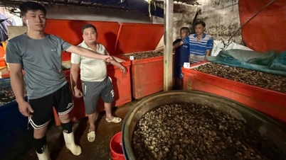Concernant l'affaire des 3 000 tonnes d'escargots trempés dans des produits chimiques : le département de la sécurité alimentaire de Hô Chi Minh-Ville prend la parole.