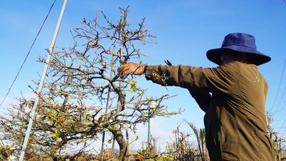Dans les zones inondées, les villages de producteurs de fleurs et de plantes ornementales sont en pleine effervescence à l'approche du Têt (Nouvel An lunaire).