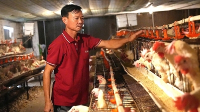 Nghe An'da tarım, ormancılık ve balıkçılığın toplam gayri safi yurtiçi hasılası 49.432 milyar VND'ye ulaştı.