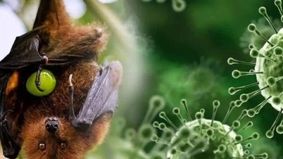 Místní úřady se připravují na reakci na virus Nipah.