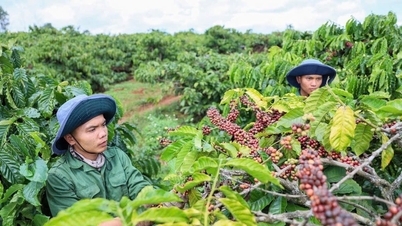 Koffieprijzen vandaag, 30 januari: De binnenlandse prijzen daalden met 1.000 VND/kg, terwijl de wereldmarkten een sterke daling lieten zien.