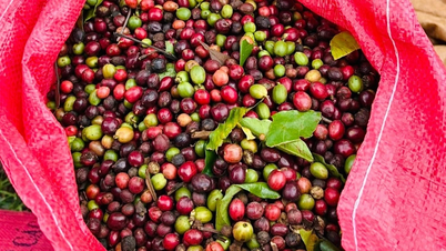 Em 30 de janeiro, os preços do café inverteram a tendência e caíram entre 700 e 1.000 VND/kg.