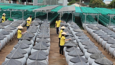Đề nghị đưa “Nghề nước nắm truyền thống Phan Thiết” vào di sản văn hóa phi vật thể quốc gia