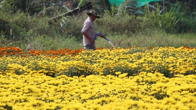 Priserna på blommor och prydnadsväxter för Tet (månnyåret) i Ho Chi Minh-staden har ökat något.