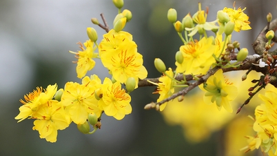 Beundra den miljonprisbelagda trädgården med gula aprikosblommor i en kustkommun i Ha Tinh-provinsen.