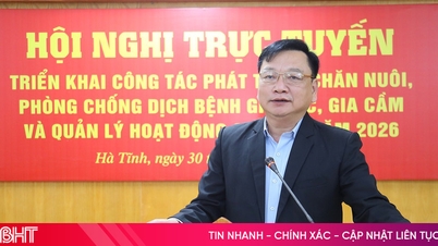 Ha Tinh مویشیوں کی کھیتی میں سرمایہ کاری کرنے کے لیے بڑے پیمانے پر، ہائی ٹیک کاروباروں کو راغب کرتا ہے۔