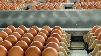 Tariff quotas for salt and poultry eggs imported in 2026.