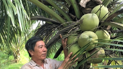 Vinh Long: Emissionsarme Lösungen für den Kokosnussanbau bringen den Bauern ein nachhaltiges Einkommen.