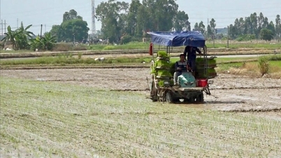 A partir del 1 de febrero, los agricultores de Hai Phong comenzaron a plantar arroz de primavera.