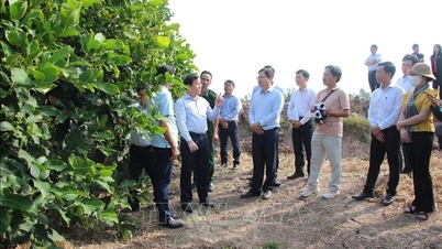Maximizar o potencial do ecossistema turístico indígena de Cu Lao Dung.